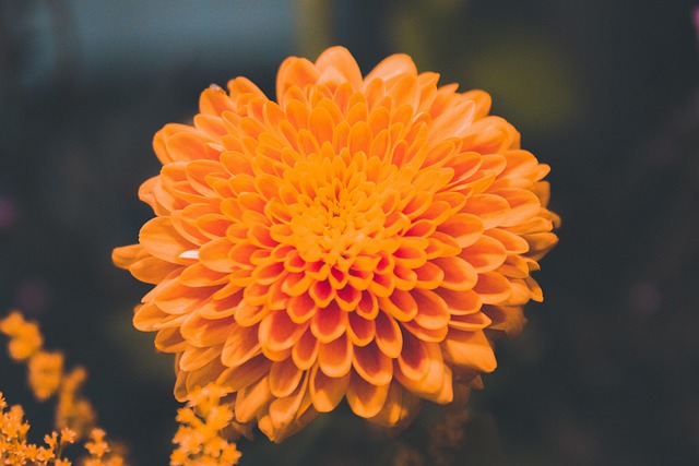 Free Flowers Flower Background photo and picture