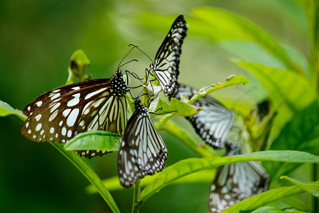 Free Butterfly Blue Tiger Butterfly photo and picture