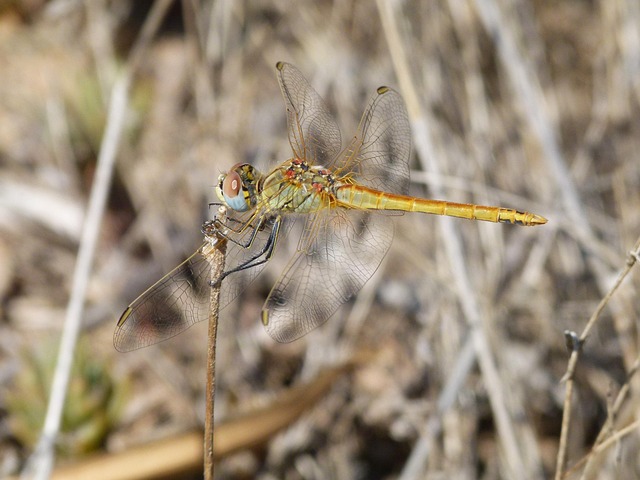 libelle-zweig-gelbe-kostenloses-foto-auf-pixabay