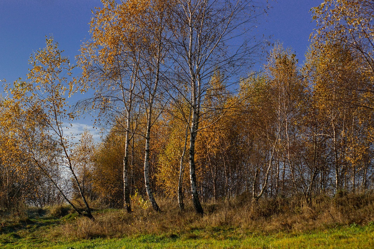 Осенняя Береза Фото