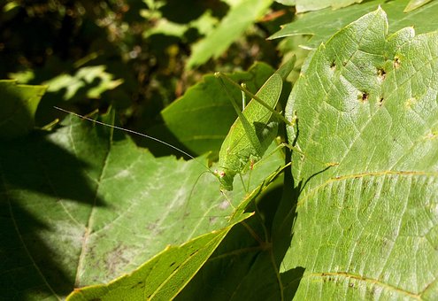 Lăcustă, Natura, Macrocomandă, Verde