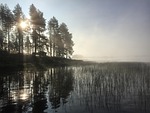 morning, fog, mist