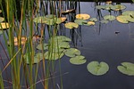 water lilies, lake, noufara