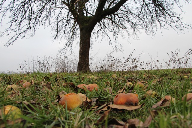 Free Fall Apple Harvest photo and picture