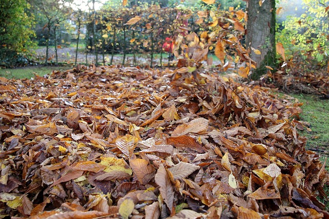 Free Fall Leaves photo and picture