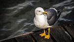bird, seagull, gull