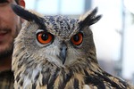 eagle owl, owl, wildfowl