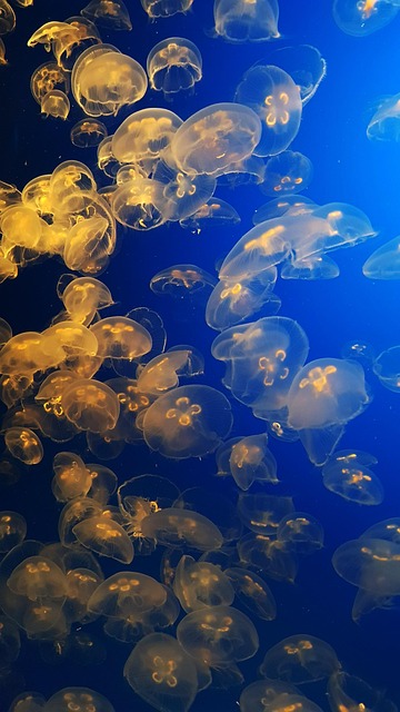Free Monterey Underwater photo and picture