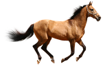 horse, brown, isolated