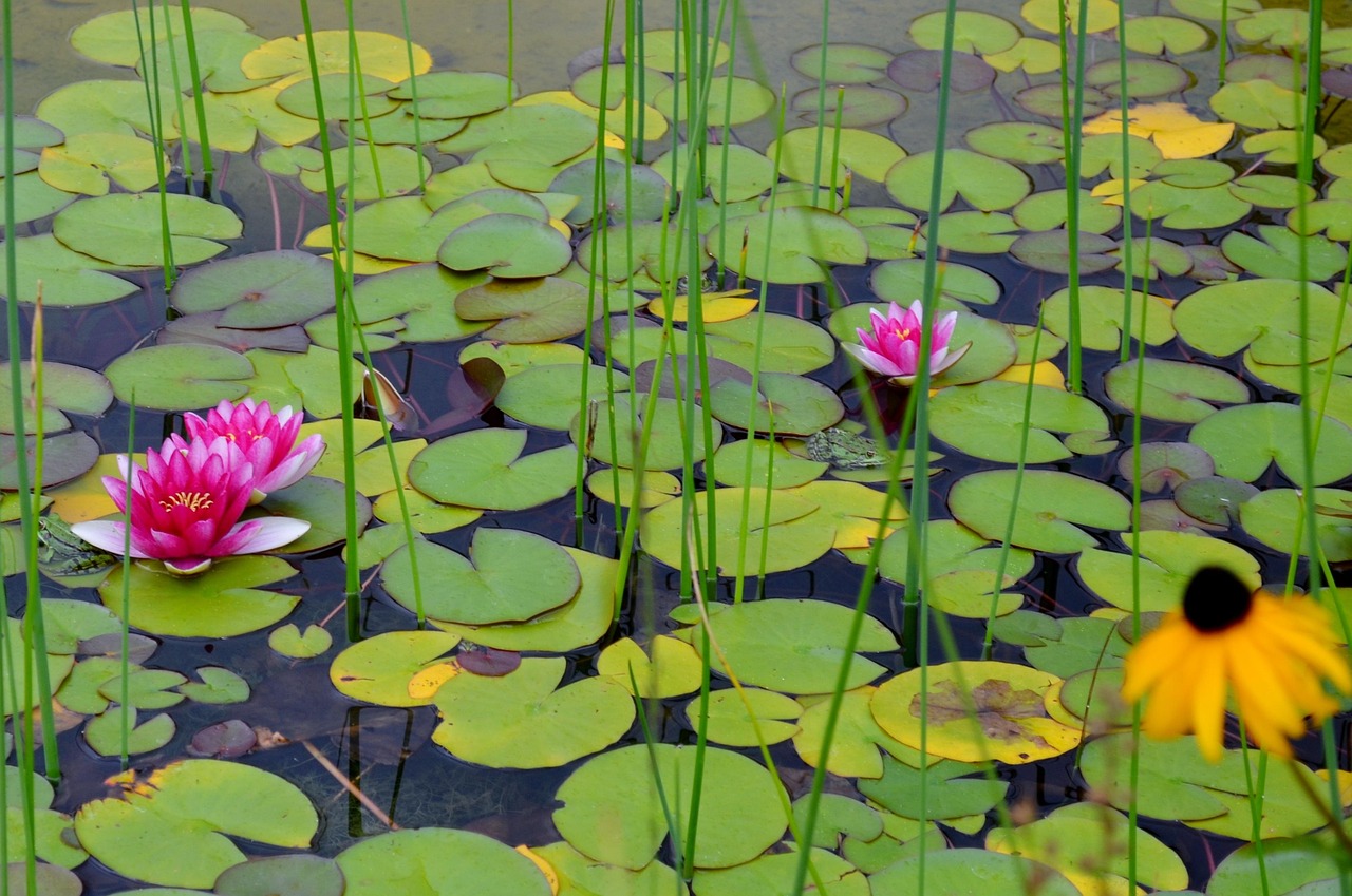 Water Lilies - free online jigsaw puzzle photo