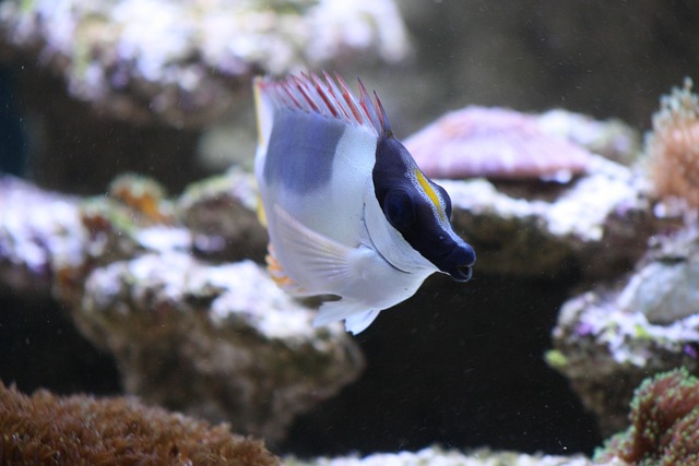 Fuchsgesicht, Kaninchenfisch, Fisch