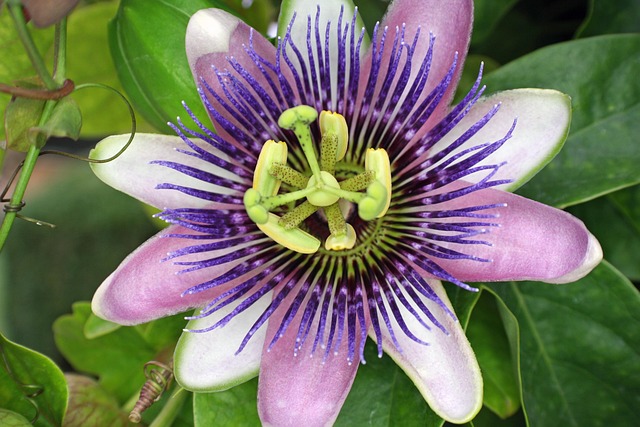 Blume, Passionsblume, Passionsblüte