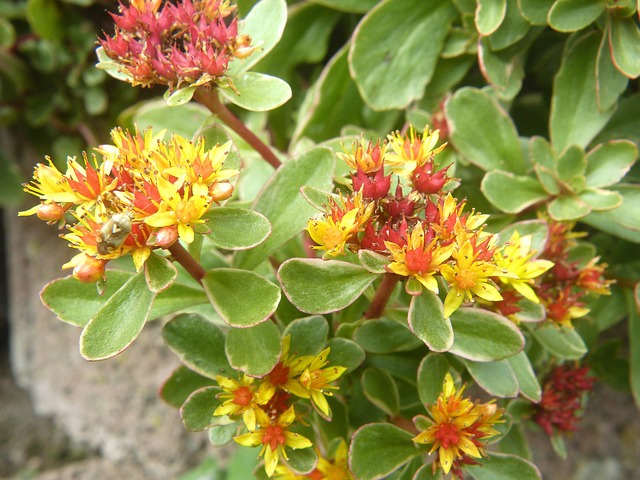 Free Ground Cover Flower photo and picture