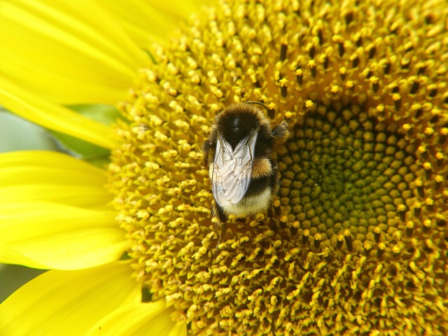 Free Sunflower Bee photo and picture