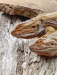 lizard, reptile, portrait