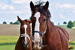 horses, for two, coupling