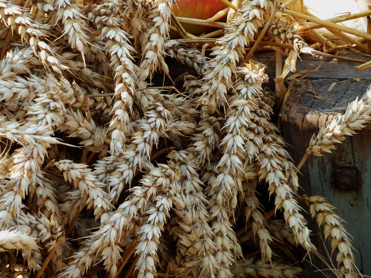 Thanksgiving - free online jigsaw puzzle photo