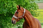 horses, coupling, stallion
