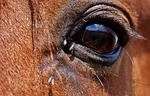 horse, brown, eye