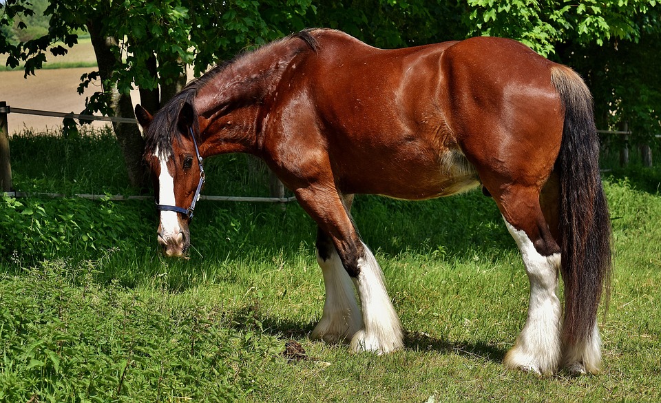 Shire Horse Coupling Free Photo On Pixabay