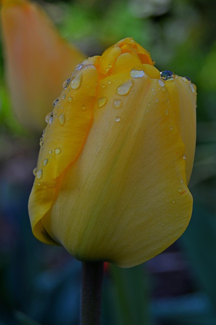Free Flower Tulip photo and picture
