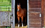 horse, brown, stall