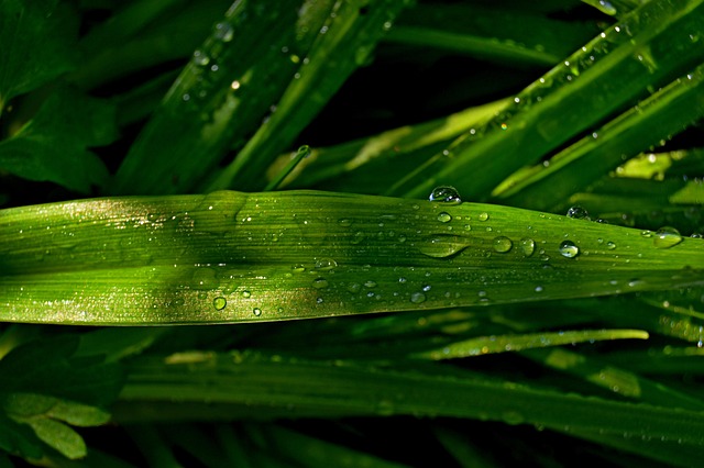 Free Leaf Green photo and picture