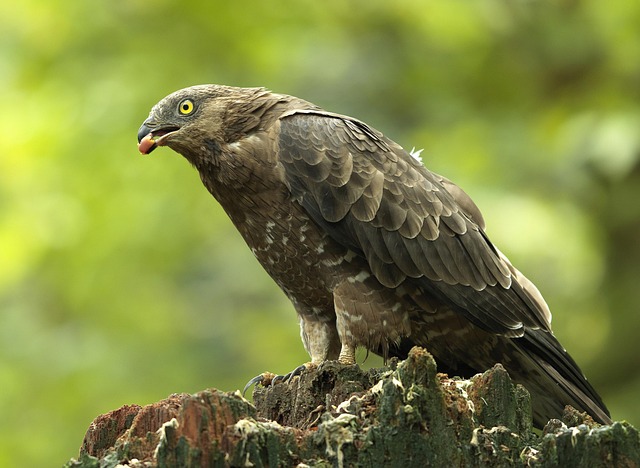 Wespendief, Raubvogel, Vogel, Tierwelt