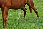 horse, coupling, meadow