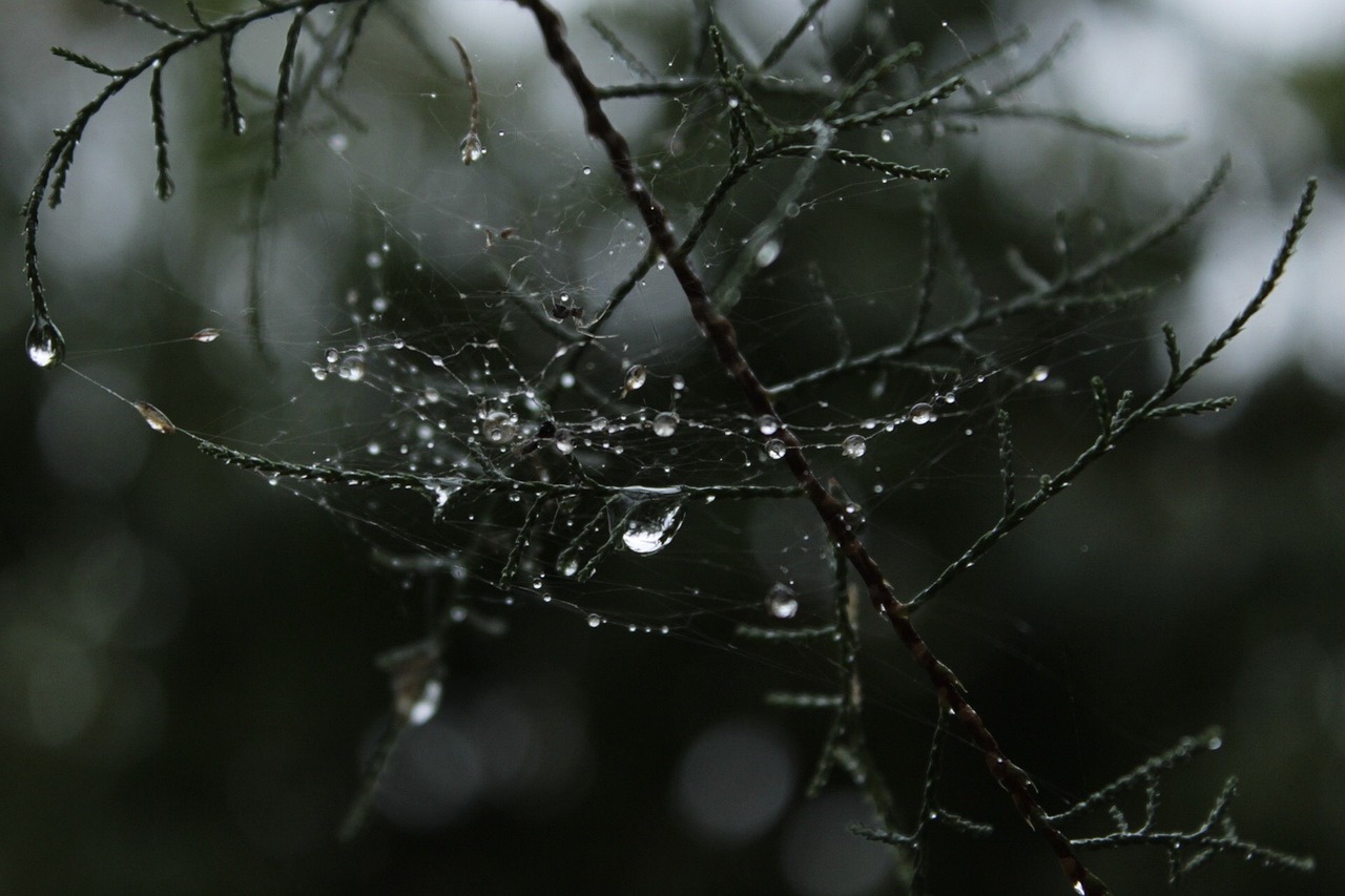 Tree Drops Araign - Free photo on Pixabay - Pixabay