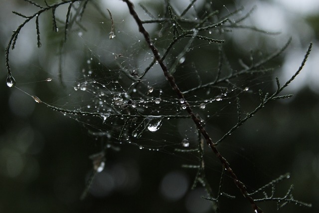 Árbol, Gotas, Naturaleza, Araign E