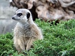 surykatka, animal, nature