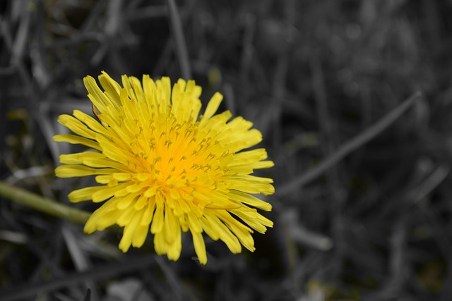 Blume, Natur, Gelb, Schöne Blumen
