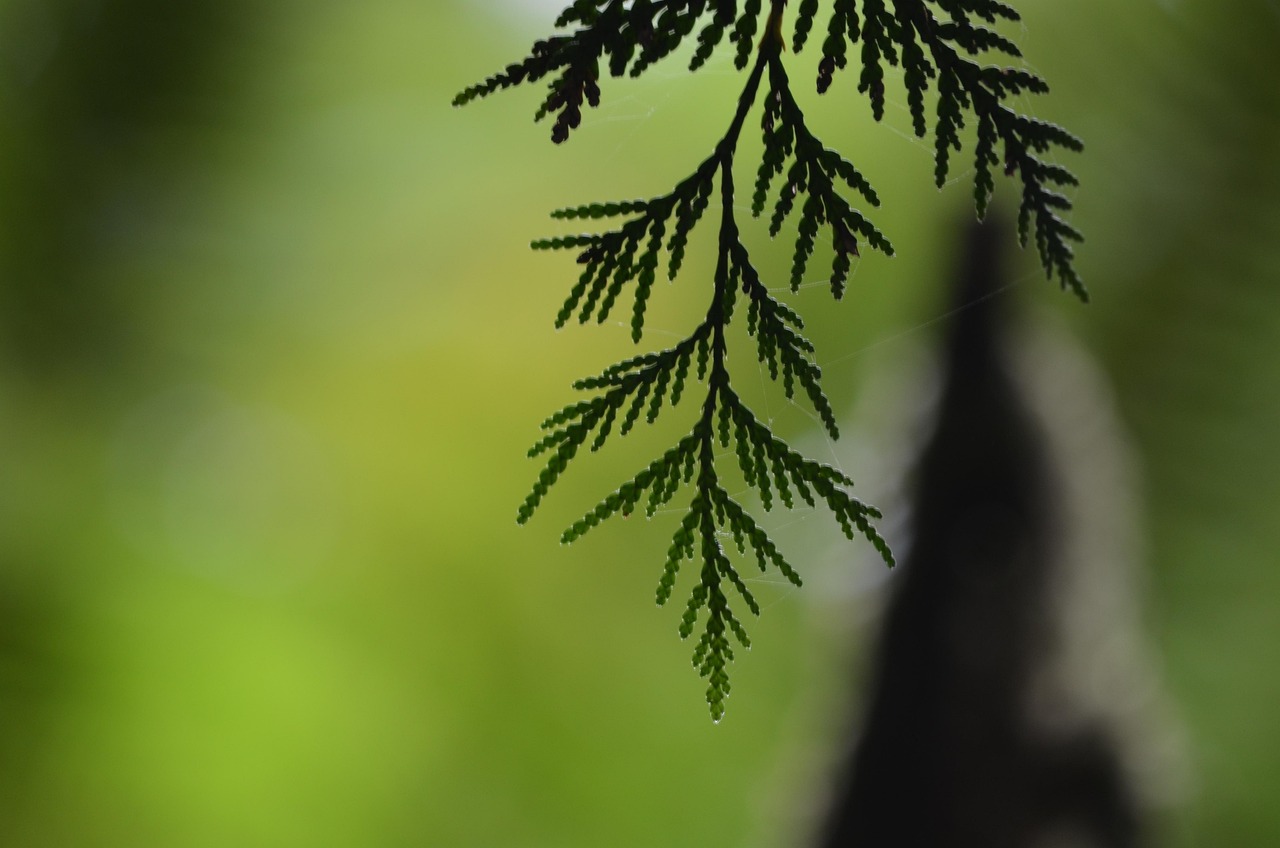 Cedar Tree Free photo on Pixabay Pixabay