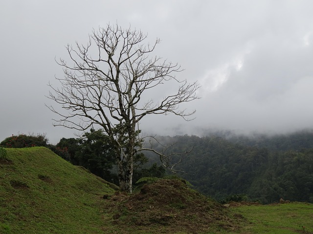Free Strength Loneliness photo and picture