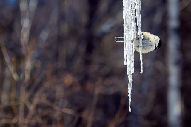 Free Ice Bird photo and picture
