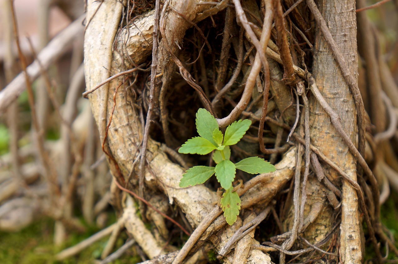 Cabane Non Feuille Verte Plante La - Photo gratuite sur Pixabay - Pixabay