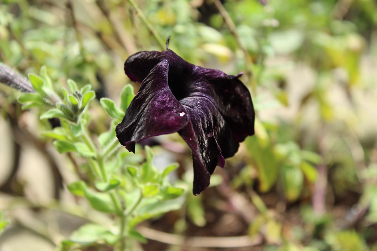 Wilting Flower Black Wilted Free photo on Pixabay Pixabay