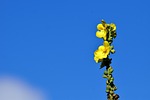 mullein, yellow, nature