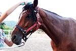 horse, trim, comb horse