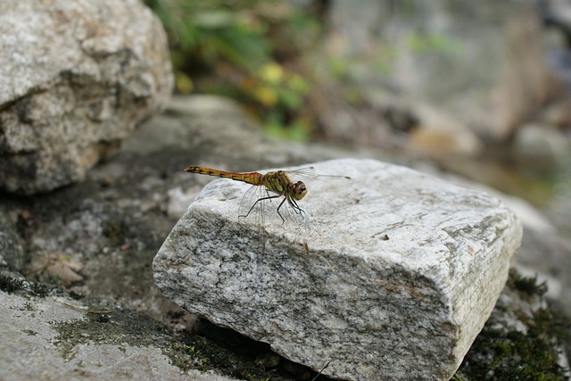 Free Dragonfly Nature photo and picture