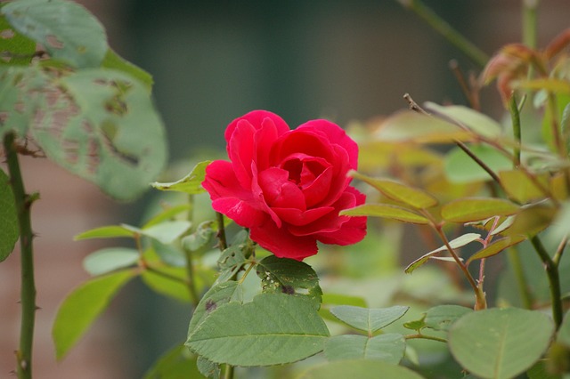 Free Rose Red Rose photo and picture