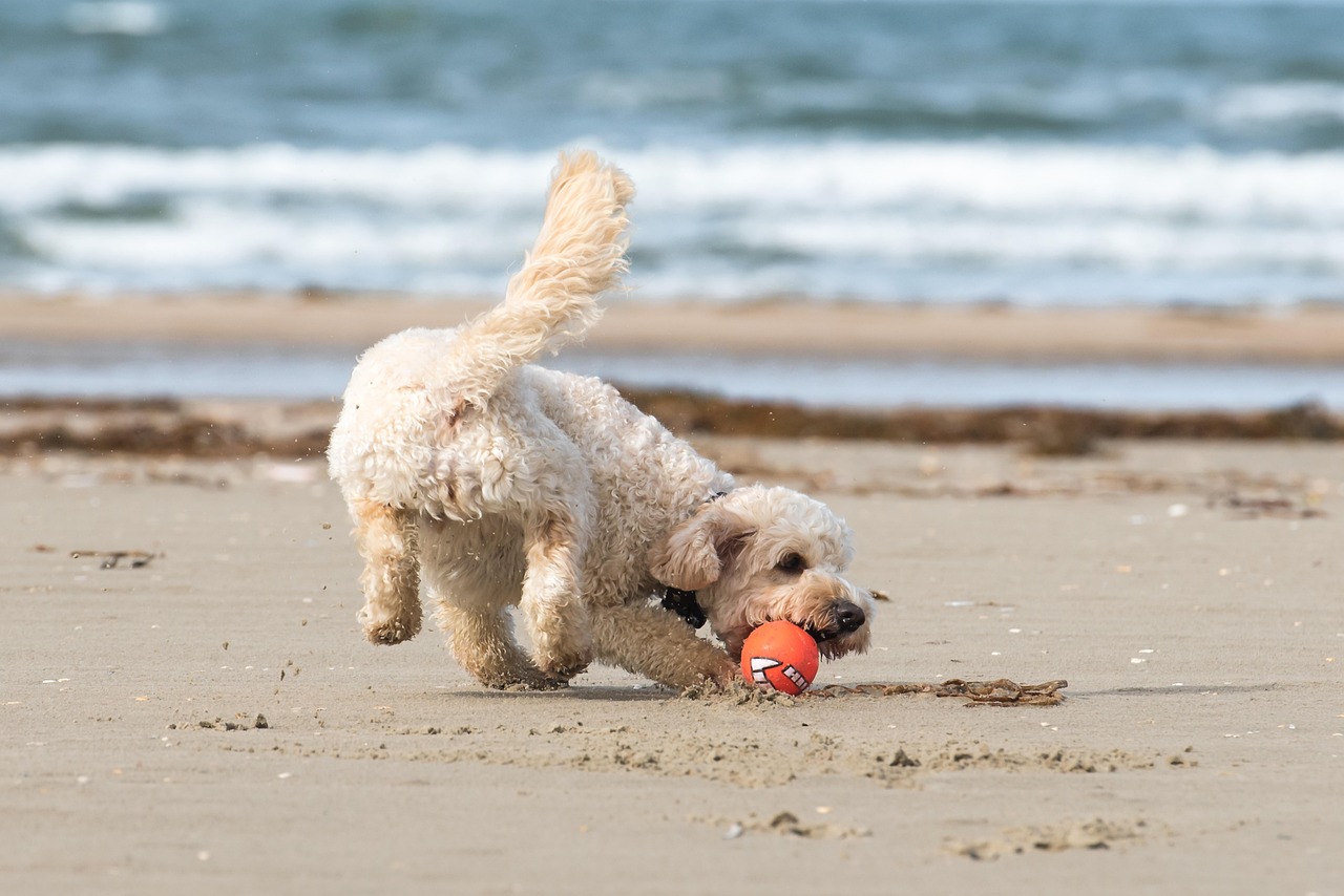 Beach - free online jigsaw puzzle photo