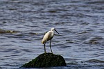 animal, sea, river