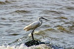 animal, sea, river