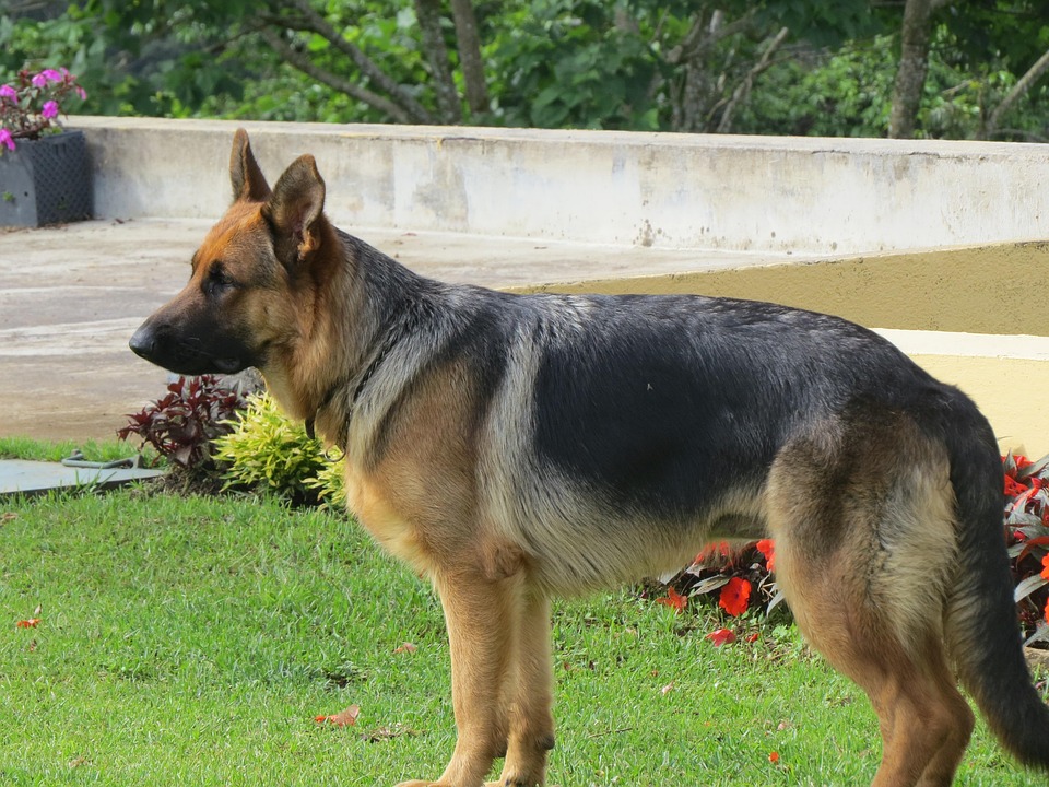 Kita Teman Itu Anjing Penjaga Foto Gratis Di Pixabay