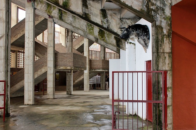Free Bullfighting Arena photo and picture