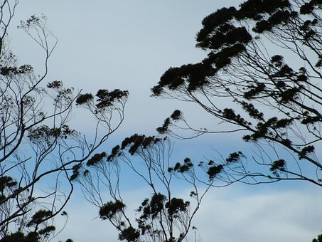 Free Tree Sky photo and picture