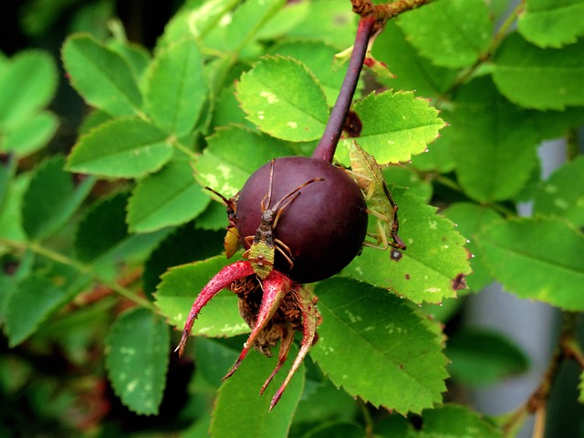 Inseto Natureza Baga - Foto gratuita no Pixabay - Pixabay