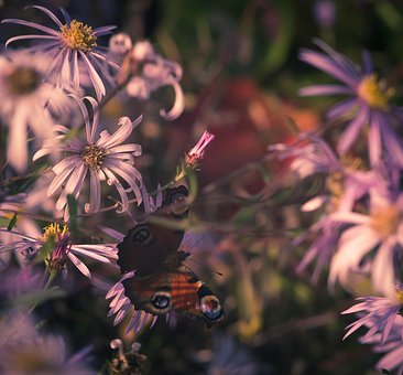 Free Butterfly Eve photo and picture